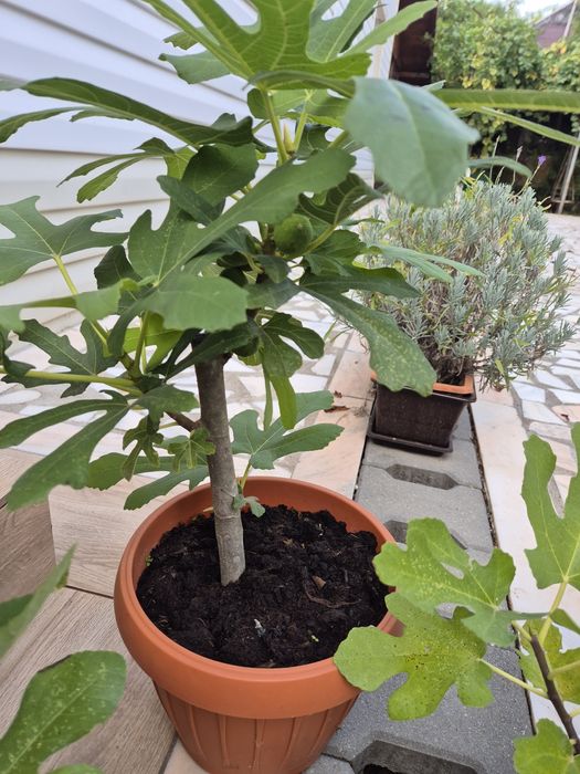 Puieti Smochini Svinita la ghiveci