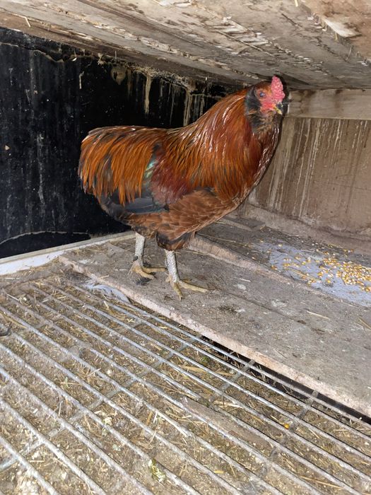 Cocosi australorp si araucana