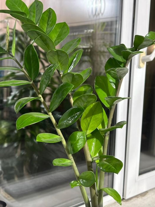 Растения комнатные