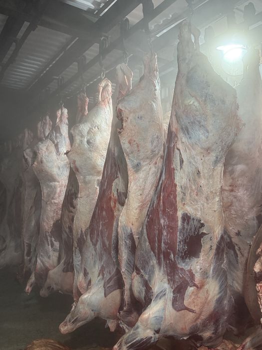 Мясо Говядины ОПТОМ ТУШАМИ