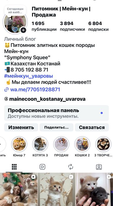 Породные котята Мейн-кун!