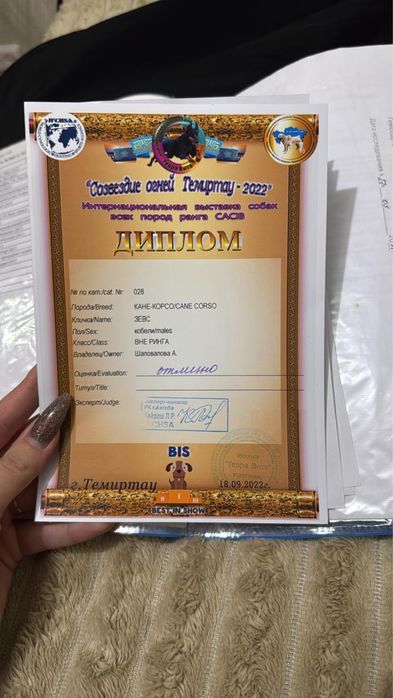 Продаются щенки cane corsо