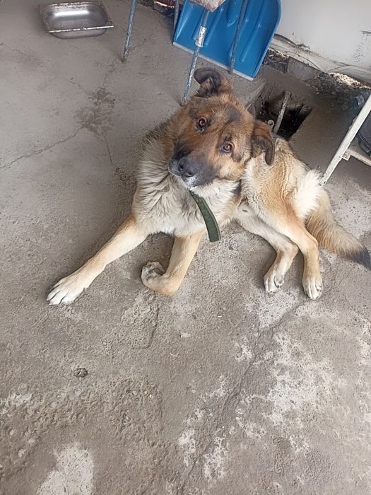 В добрые руки овчарка