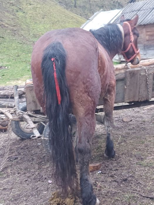 Cal de  4 ani castrat