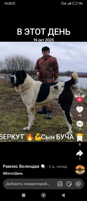 Алабай щенки Тобет САО