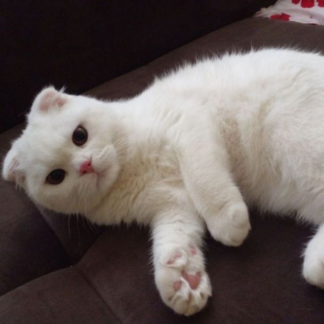 Продаётся кошка породистая