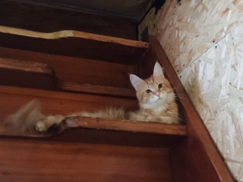 Мейн-кун продам в хорошие руки