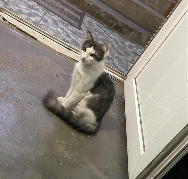 Котята, отдам в добрые руки