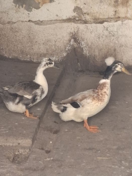 Vând Rață+Rățoi Stupini Brașov