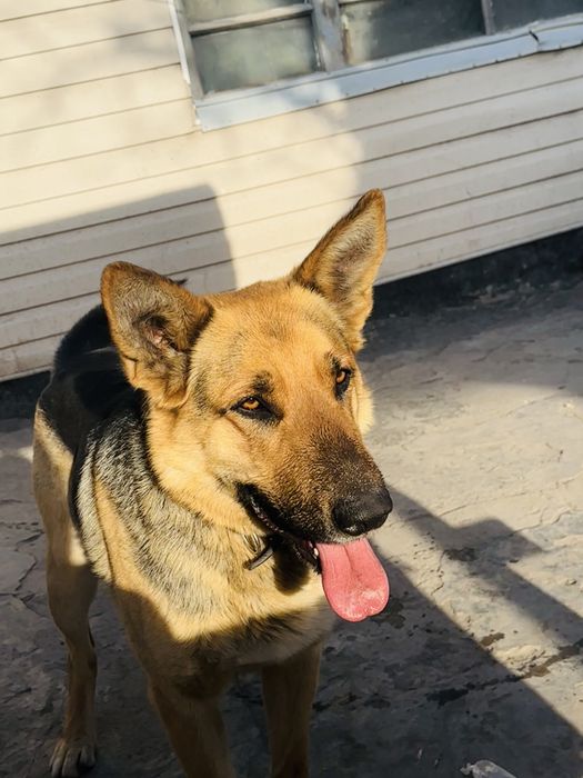 Кобель немецкой овчарки  , для вязки