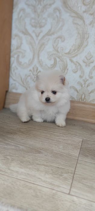 Шпицы  щенки в наличии