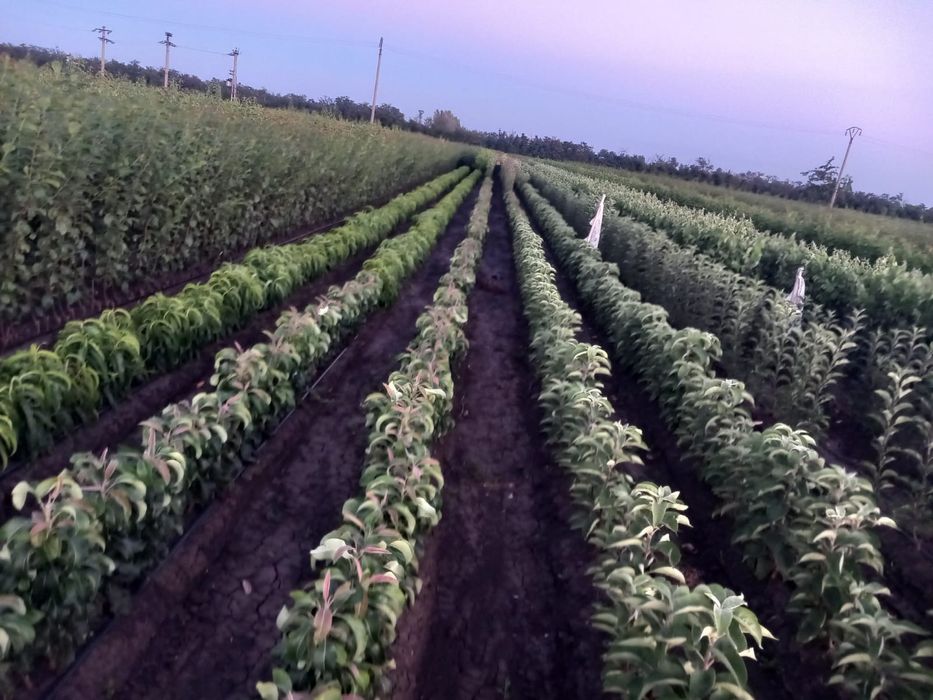 Vând pomi fructiferi columnari