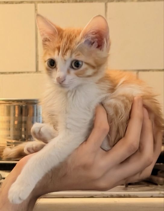 Котёнок (3 месяца)