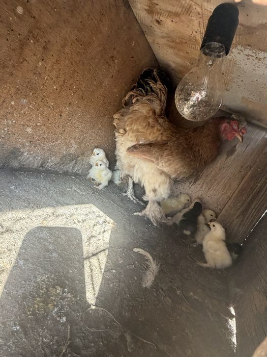 Продам курицу с цыплятами!
