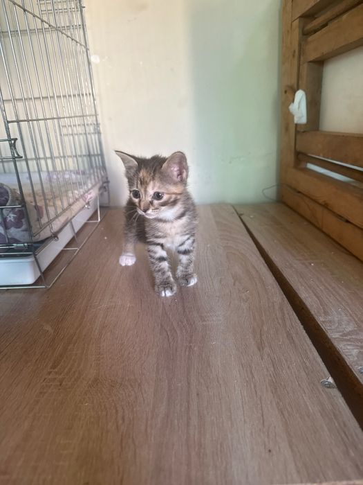 Uy mushukchalari toza soom uyda qaralgan 40 kunlik