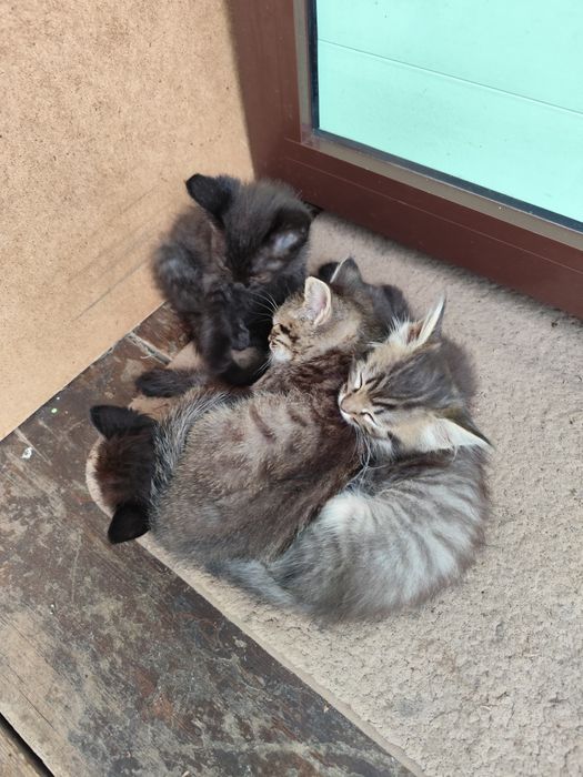 Котята бесплатно