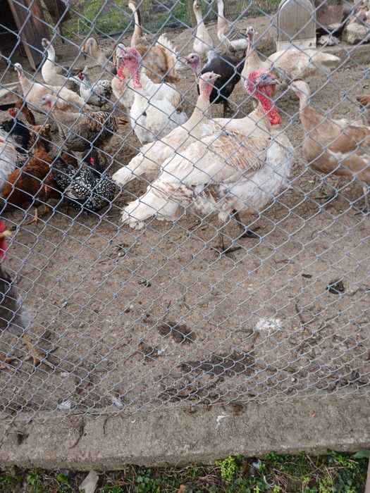 Продавам   мъжки    пуйки