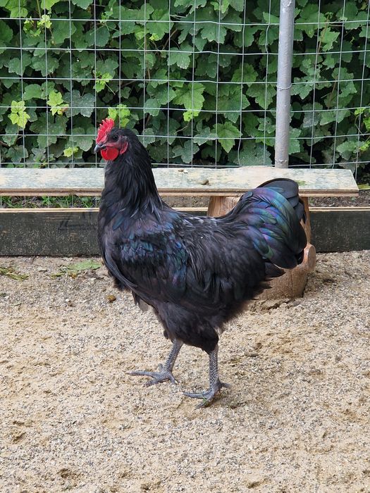 Cocoș Australorp 6 luni