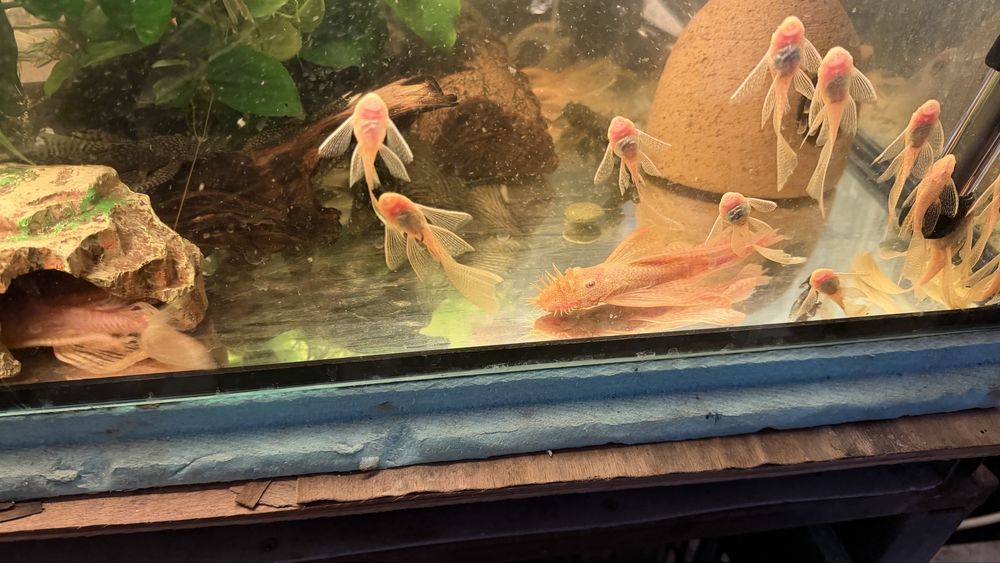 Acistrus long fin albino voalat