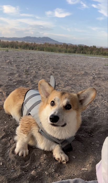 Кабель корги для вязки