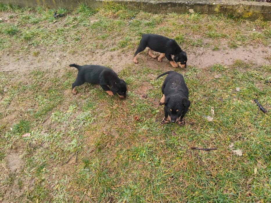 Donez 7 căței - 5 băieți și 2 fetițe,vârstă 2 luni jumătate.