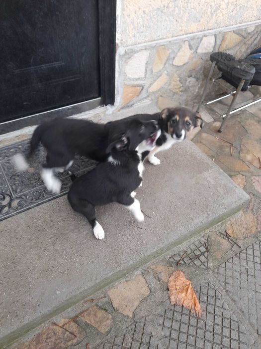 Подарявам малки кученца