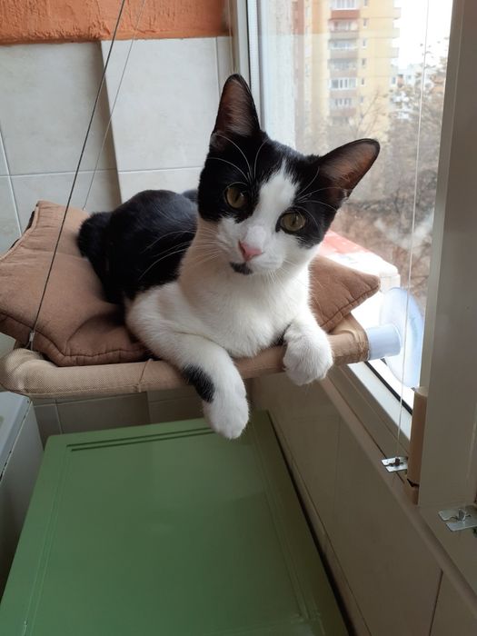 Домашно коте търси дом