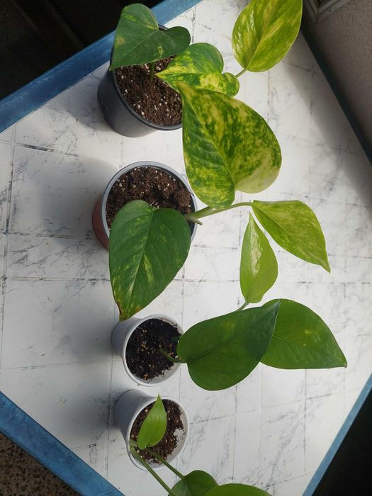 Epiprеnium aureum Дяволски бръшлян