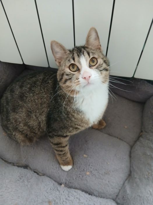 Озирис търси дом