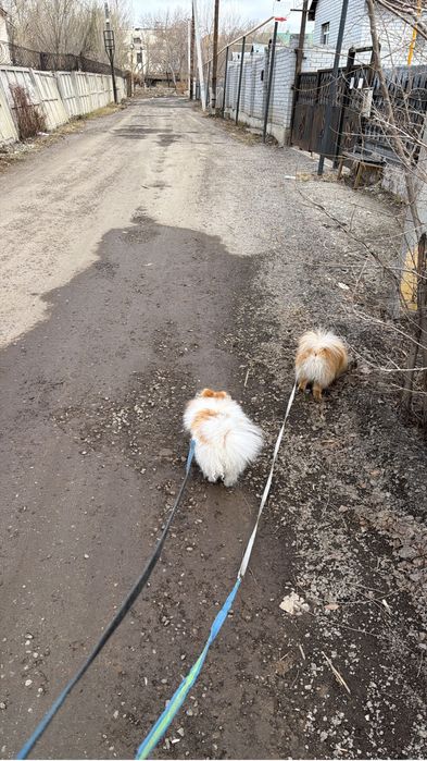 Щенки померанского шпица
