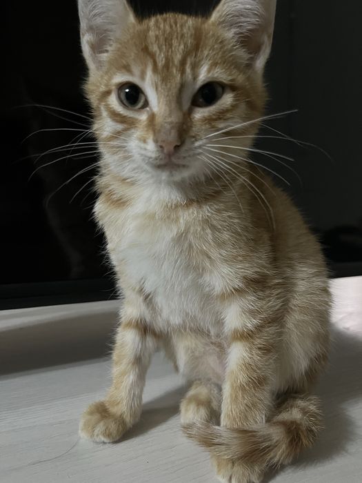 отдам  котят в добрые руки)