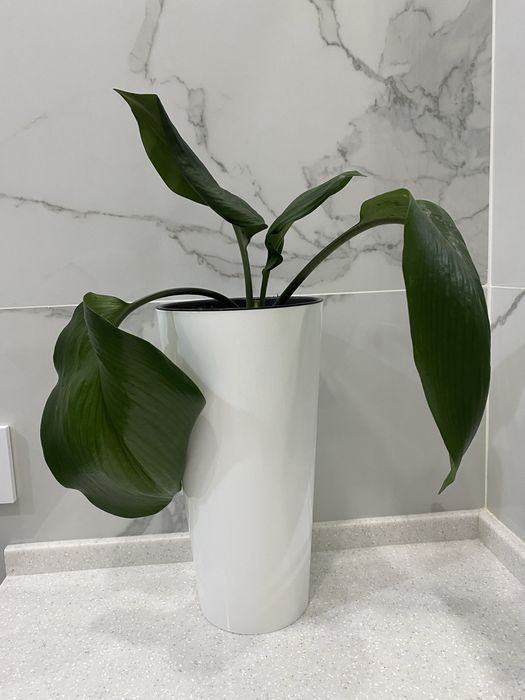 Амазонская лилия