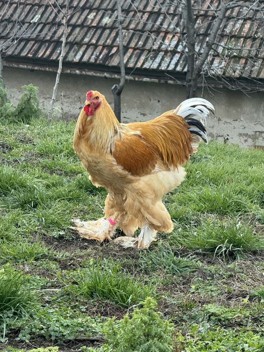 Cocoși Brahma Lemon 2025 rasă pură