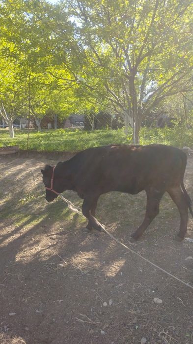 Продается Телка 1 год