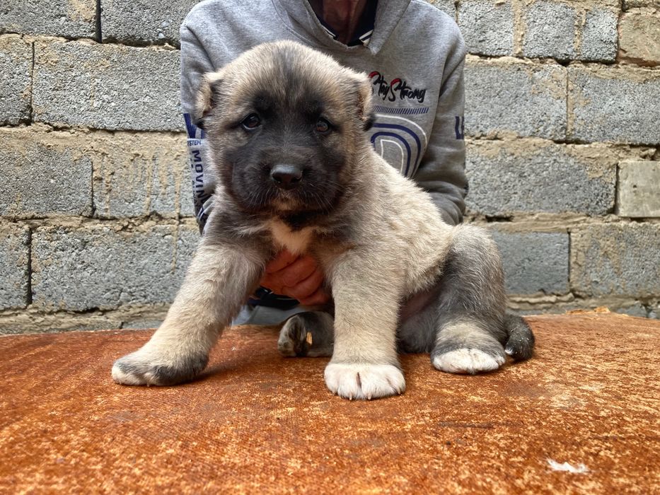 Щенок Турецкого Кангала ( чистокровный )