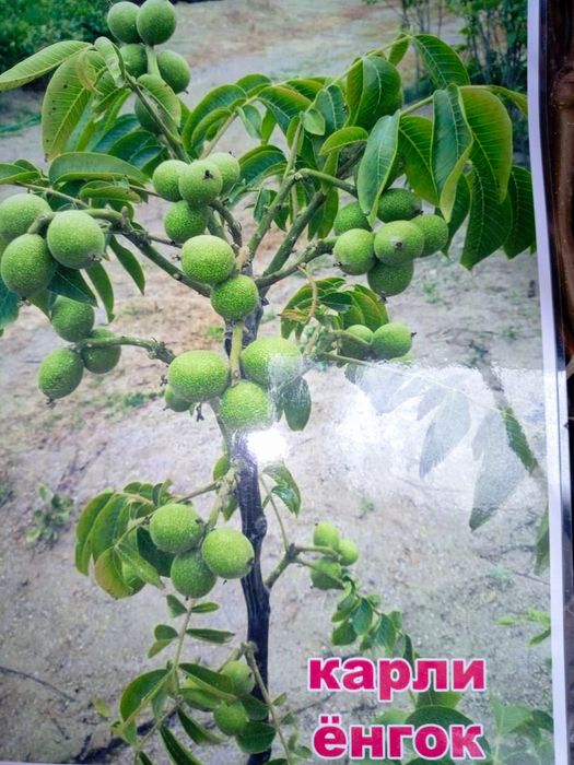 Mevali dekarativniy kochatlar Olma, Nok , Gilos ,Uzum avatar boshqalar