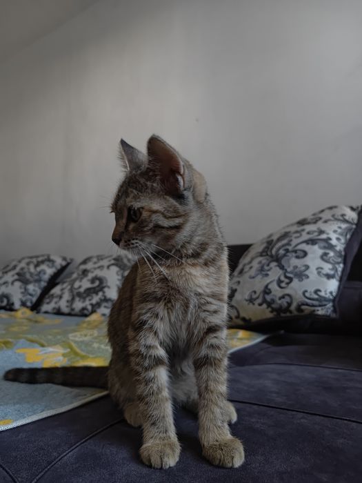 Котенок девочка 5мес
