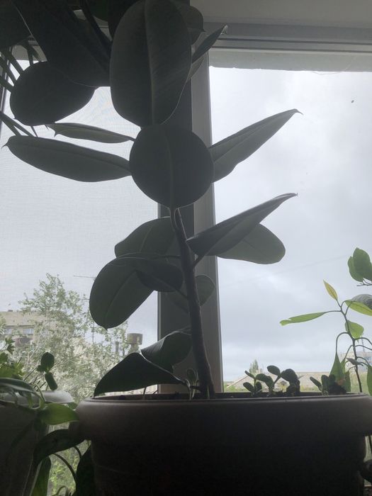 Фикус молодой