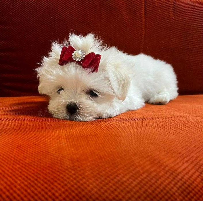 Bichon maltez mini toy