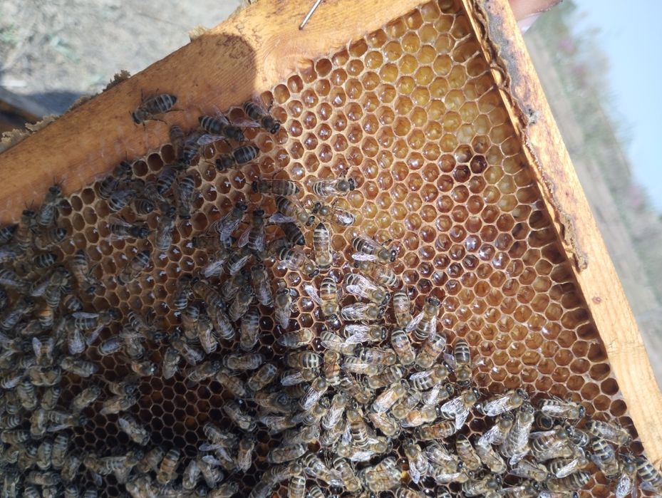 Asal ari oilasi sotiladi