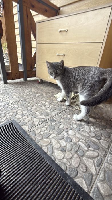 потерялась кошка!