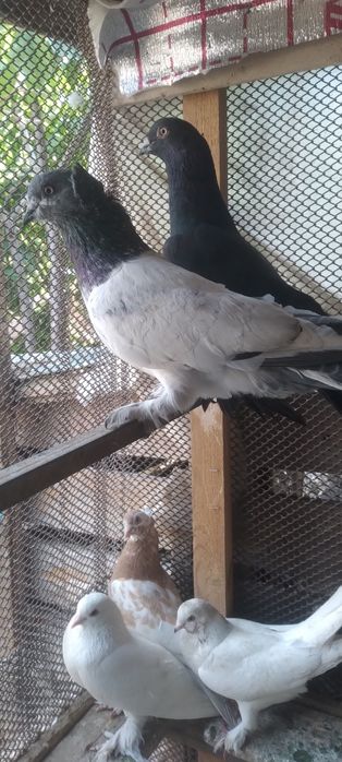 Продаются голуби самцы