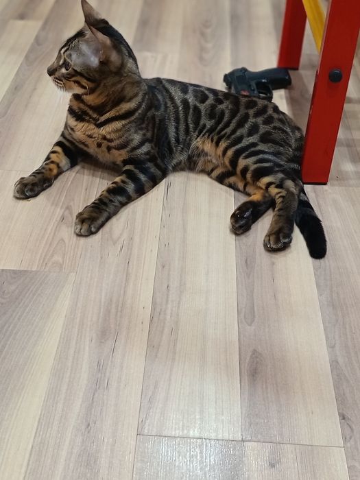 Бенгальская кошка