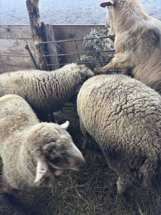 Berbecuți de sacrificat