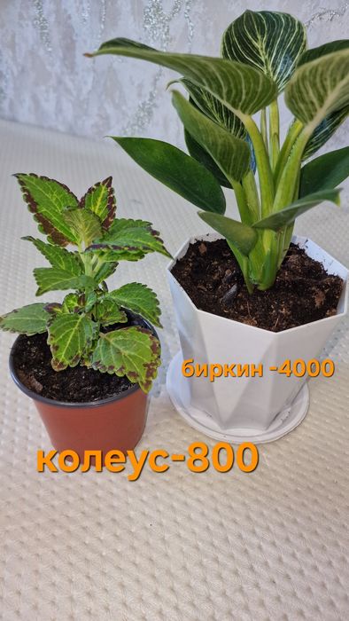Продам домашние цветы от 800