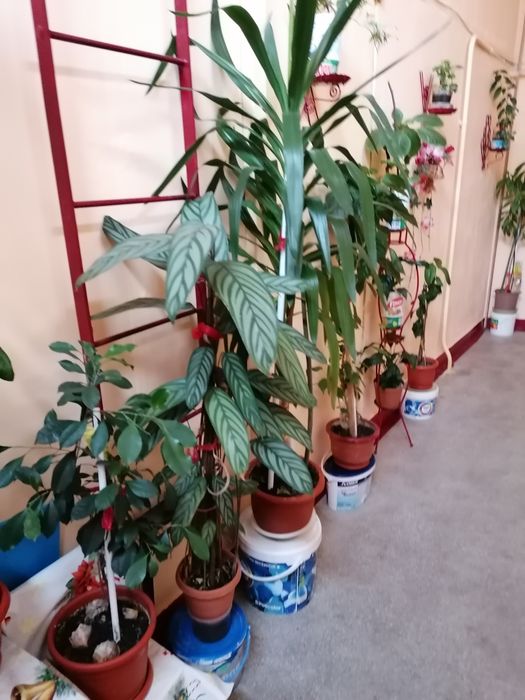 Flori ornamentale pentru birouri