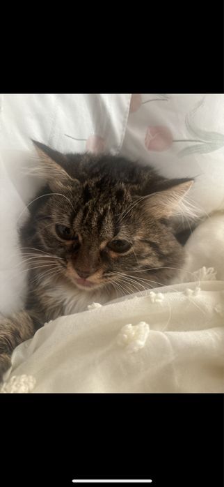Отдаю котенка 9 месяцев