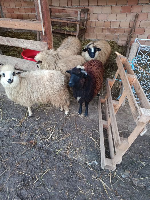 De vânzare 5 mieluțe