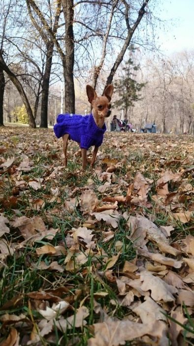 Свитерки для собак и кошек