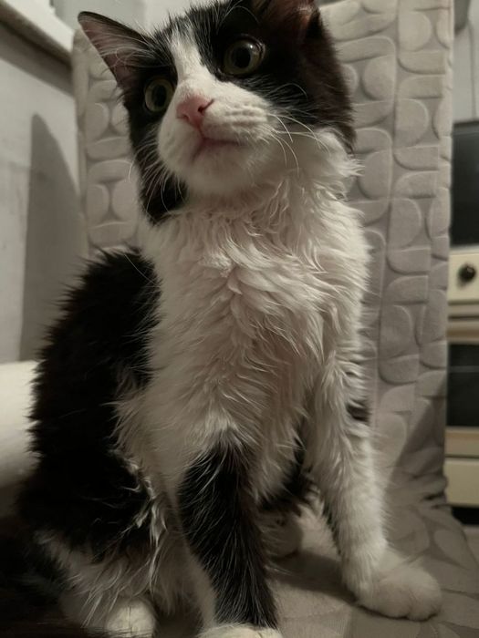 Мысық (Laki),  таза мысық